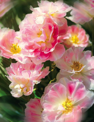 Фотообои Соцветие (8л) VIP Тула